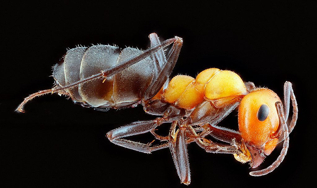 Ant Control service in Hickory, NC