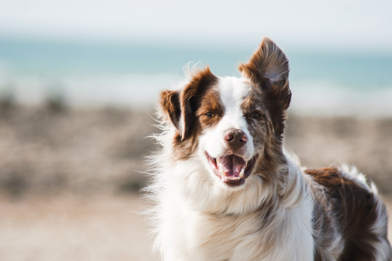 Flea & Tick Control service in Hickory, NC