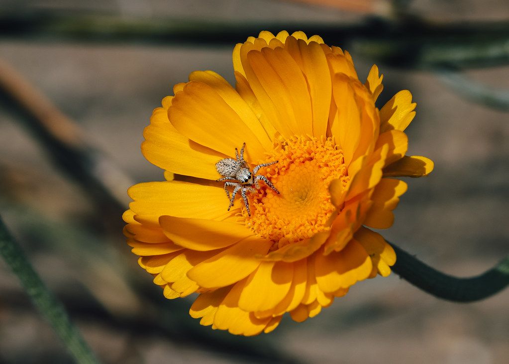 Spider Control service in Hickory, NC